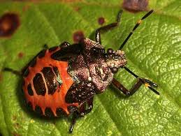 Attēlu rezultāti vaicājumam “Troilus luridus”