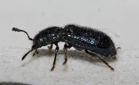 Attēlu rezultāti vaicājumam “Korynetes caeruleus”