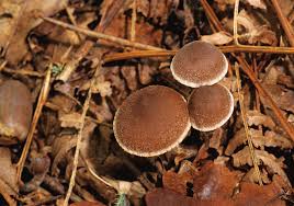 Attēlu rezultāti vaicājumam “Psathyrella sp.”