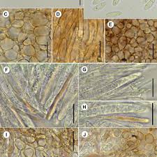Attēlu rezultāti vaicājumam “Vouauxiomyces santessonii”