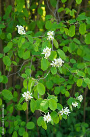 Attēlu rezultāti vaicājumam “Amelanchier spicata flower”