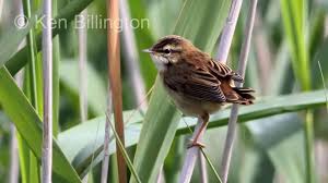 Attēlu rezultāti vaicājumam “Acrocephalus schoenobaenus adult”