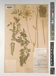 Attēlu rezultāti vaicājumam “Daucus carota subsp. carota”