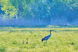 Attēlu rezultāti vaicājumam “Grus grus adult”