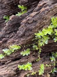 Attēlu rezultāti vaicājumam “Plagiomnium cuspidatum sporophyte”