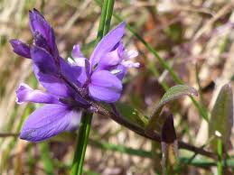 Attēlu rezultāti vaicājumam “Polygala vulgaris flower”