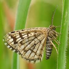 Attēlu rezultāti vaicājumam “Chiasmia clathrata”