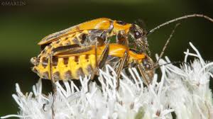 Attēlu rezultāti vaicājumam “Cantharidae”