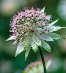 Attēlu rezultāti vaicājumam “Astrantia major leaf”