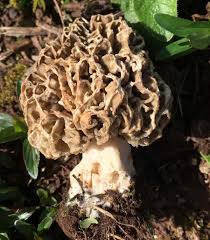 Attēlu rezultāti vaicājumam “Morchella esculenta”