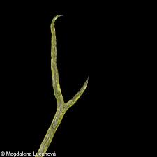 Attēlu rezultāti vaicājumam “Utricularia minor”