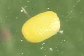 Attēlu rezultāti vaicājumam “Eucosma aspidiscana”