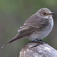 Attēlu rezultāti vaicājumam “Muscicapa striata”