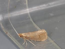 Attēlu rezultāti vaicājumam “Nematopogon sp.”