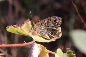 Attēlu rezultāti vaicājumam “Lasiommata megera underside”
