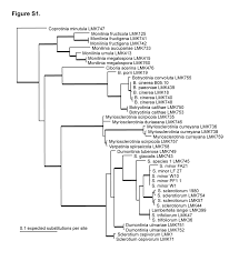 Attēlu rezultāti vaicājumam “Myriosclerotinia scirpicola”