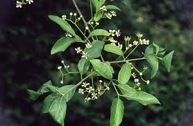 Attēlu rezultāti vaicājumam “Hordelymus europaeus leaf”