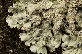 Attēlu rezultāti vaicājumam “Lophozia capitata”