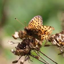 Attēlu rezultāti vaicājumam “Argynnis aglaja”