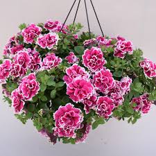 Image result for Petunia
