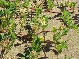 Attēlu rezultāti vaicājumam “Astragalus glycyphyllos fruit”