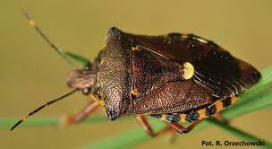 Attēlu rezultāti vaicājumam “Pinthaeus sanguinipes imago”