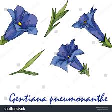 Attēlu rezultāti vaicājumam “Gentiana pneumonanthe flower”