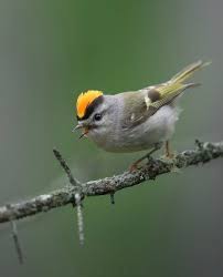 Attēlu rezultāti vaicājumam “Regulus regulus adult”