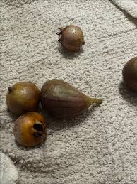 Attēlu rezultāti vaicājumam “Mespilus germanica fruit”