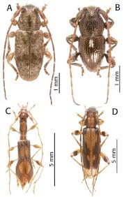 Attēlu rezultāti vaicājumam “Cerambycidae”