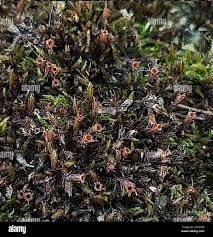 Attēlu rezultāti vaicājumam “Schistidium apocarpum”