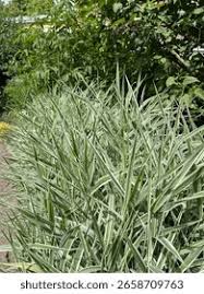 Attēlu rezultāti vaicājumam “Phalaroides arundinacea”