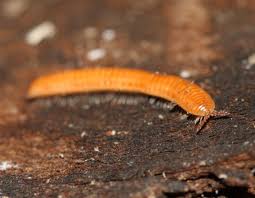 Attēlu rezultāti vaicājumam “Polyzonium germanicum”