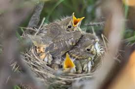 Attēlu rezultāti vaicājumam “Turdus philomelos nest”