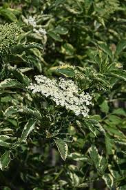 Attēlu rezultāti vaicājumam “Sambucus nigra flower”