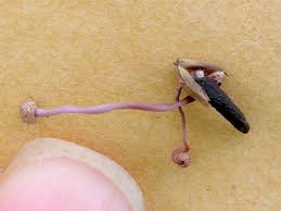 Attēlu rezultāti vaicājumam “Claviceps purpurea”