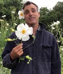 Image result for Romneya coulteri