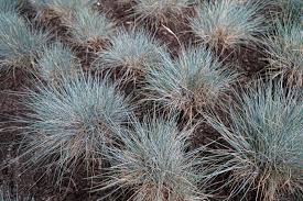 Attēlu rezultāti vaicājumam “Festuca ovina flower”