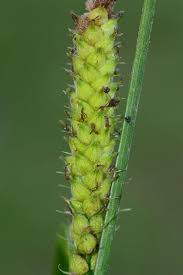 Attēlu rezultāti vaicājumam “Carex lasiocarpa”
