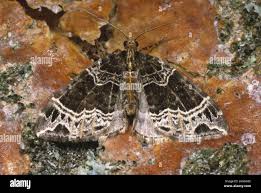 Attēlu rezultāti vaicājumam “Ecliptopera silaceata”