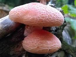 Attēlu rezultāti vaicājumam “Rhodotus palmatus”