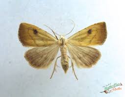 Attēlu rezultāti vaicājumam “Rivula sericealis”