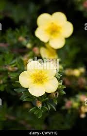 Attēlu rezultāti vaicājumam “Pentaphylloides fruticosa flower”