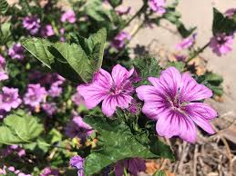 Image result for Malva sylvestris 'Zebrina'