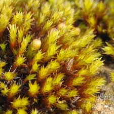 Attēlu rezultāti vaicājumam “Orthotrichum cupulatum var. riparium sporophyte”