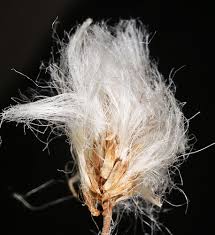 Attēlu rezultāti vaicājumam “Eriophorum gracile fruit”