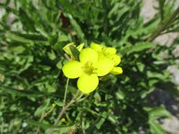 Attēlu rezultāti vaicājumam “Diplotaxis muralis”