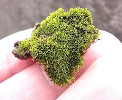 Attēlu rezultāti vaicājumam “Ceratodon purpureus”