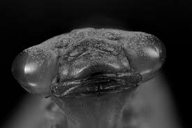 Attēlu rezultāti vaicājumam “exuvia”