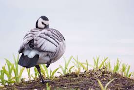 Attēlu rezultāti vaicājumam “Branta leucopsis adult”